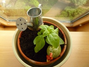 Première plantations de mon jardin potager intérieur !